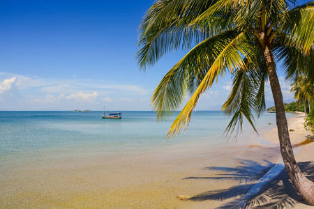 沙滩上的棕榈海船图片