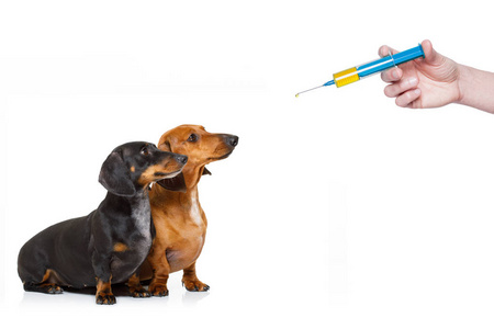 生病的狗生病和疫苗注射器