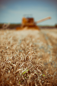 联合收获小麦