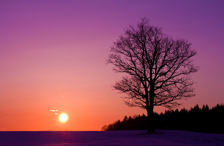 日落时棵孤独的树