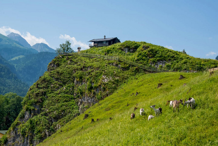 阿尔卑斯山山麓的放牧山羊