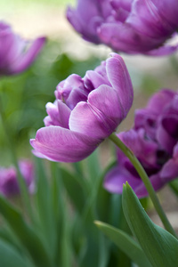 花园里的紫色郁金香