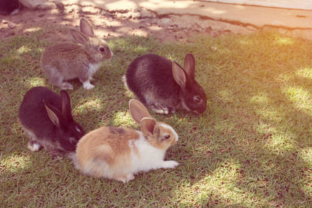 兔子兔子在庭院里