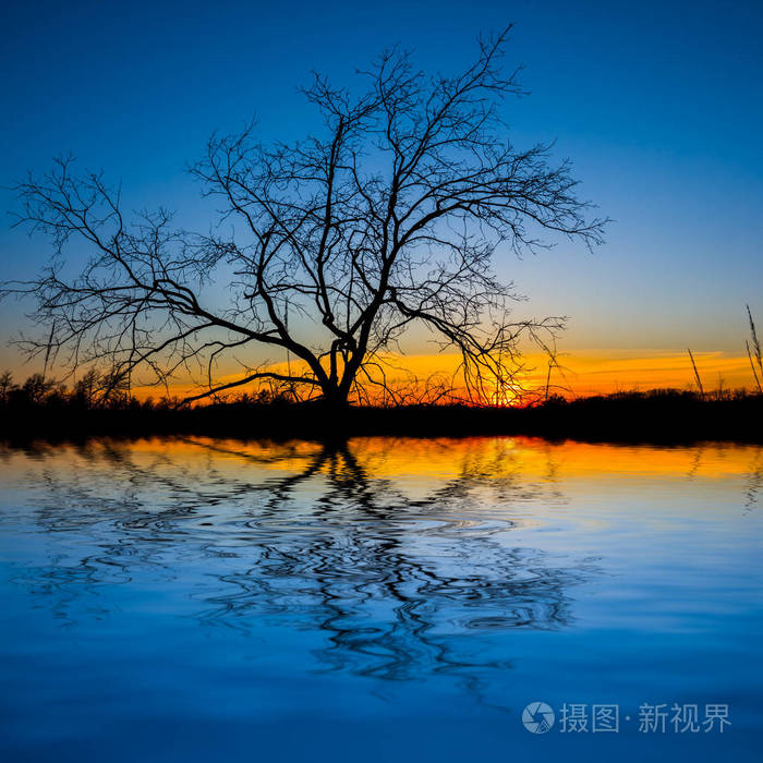 独树剪影倒映在水中