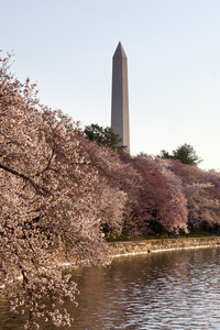 樱花和华盛顿纪念碑