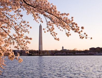 樱花和华盛顿纪念碑