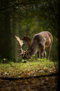 Dama Dama照片是在捷克共和国拍摄的。自由的本性。美丽的动物形象。森林.秋季颜色