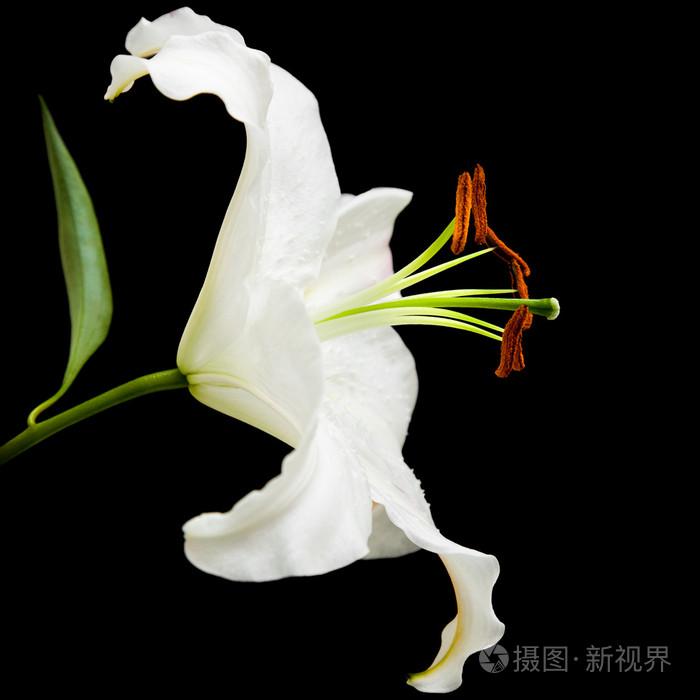 白色百合花在黑色背景上分离;侧视;对角线