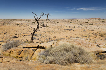 纳米比亚达马拉兰 Brandberg 地区的树