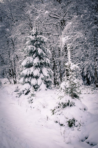 雪后的冬天森林