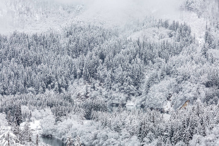 在冬季景观雪林图片