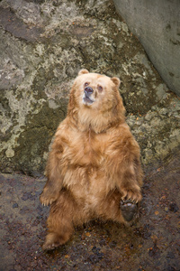 熊 在证券市场等卖空的人 蛮横的人
