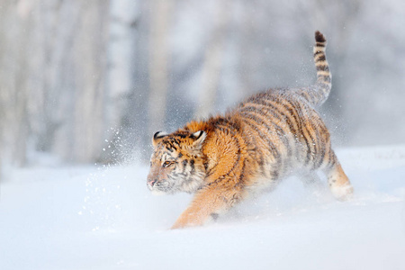 东北虎在雪中