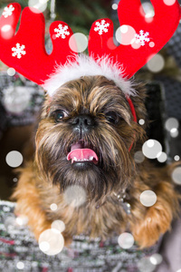 Shihtzu 狗戴圣诞老人帽子。狗概念年