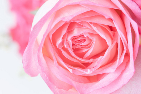 美丽的玫瑰花朵背景的特写