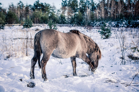 马的品种波兰 konik 姿势为肖像在冬天的背景下, 雪