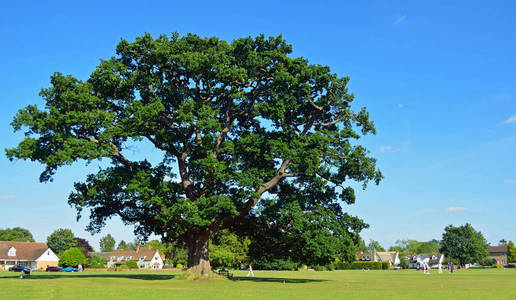 在 Ickwell 绿色贝德福德英格兰板球界的大橡树