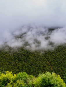 风景秀丽的长青针叶树在云雾笼罩下的山坡