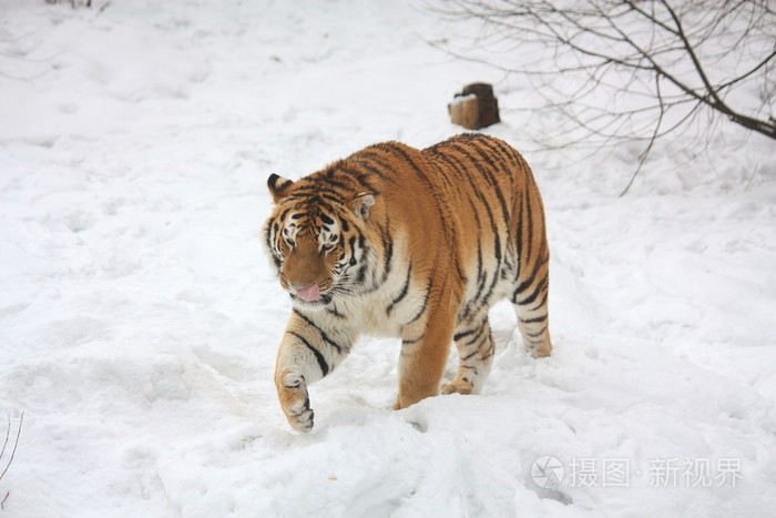 老虎在雪地里行走,舔他的上唇