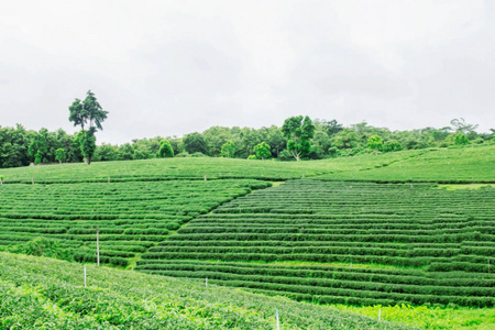 茶园山与天空