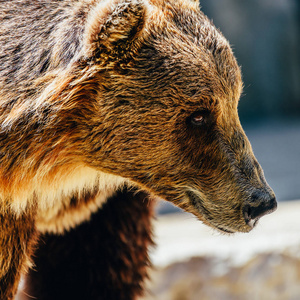 棕色的熊 熊 肖像