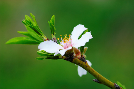 花杏仁树