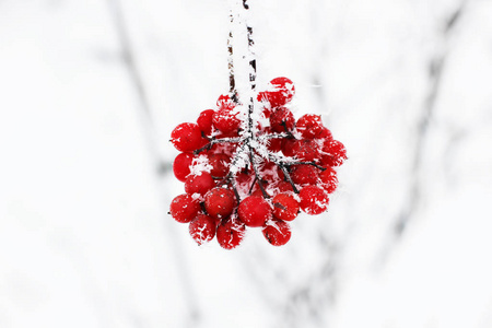 冬天冻荚雪下。荚在雪地里。第一场雪