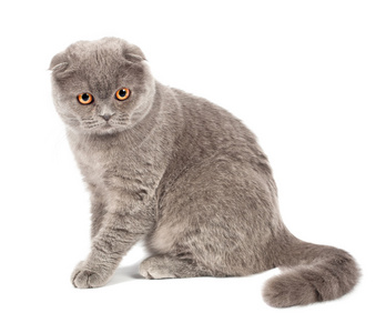 苏格兰褶皱猫灰色