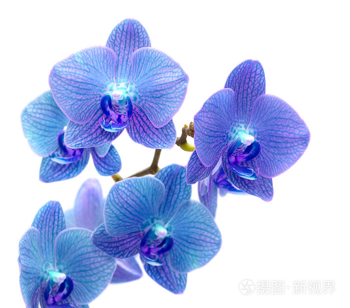 蓝色的兰花