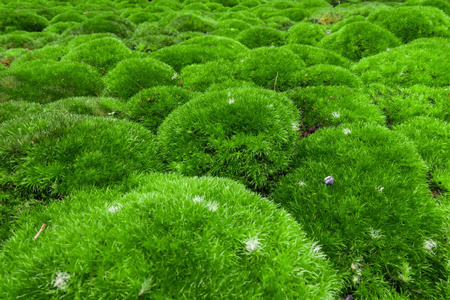 绿色苔藓和纹理背景