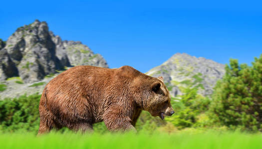 褐色熊在山风景。Vysoke 塔特拉 高 Tatras, 斯洛伐克