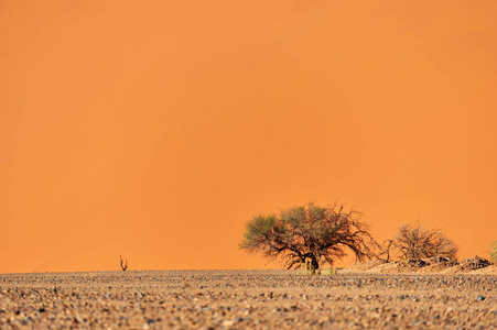 纳米沙漠沙丘和树木
