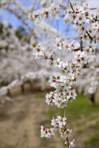 白杏仁树花