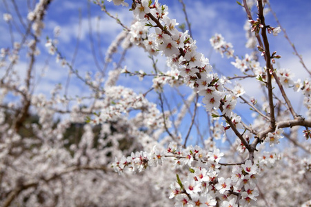 杏仁花卉树木场粉红白花