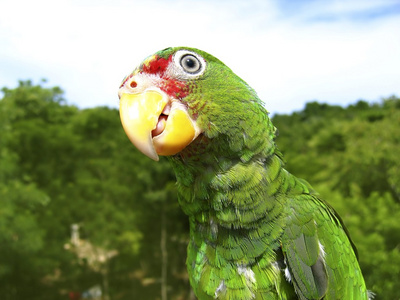 cotorra 从中美洲的绿色鹦鹉