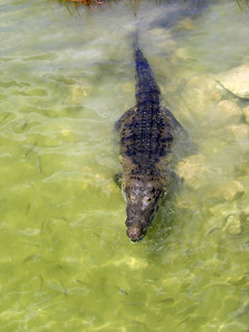 鳄鱼开曼中美洲的湖