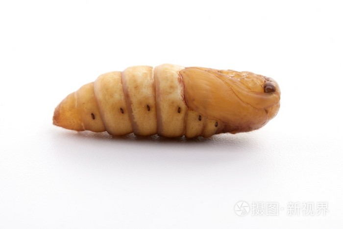 在白色背景上的蚕蛹蚕