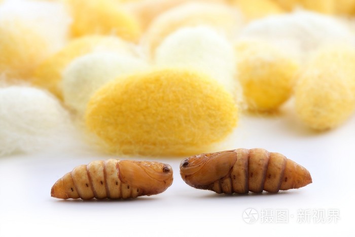 茧蚕很多黄色的丝绸蠕虫