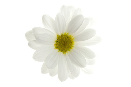 孤立在白纸上的一个白色菊花花