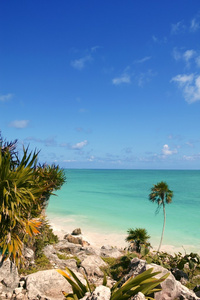 图卢姆玛雅里维埃拉热带海滩棕榈树