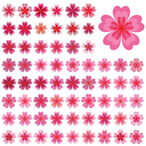 樱花集的孤立花朵。卡通粉红色和白色的花朵