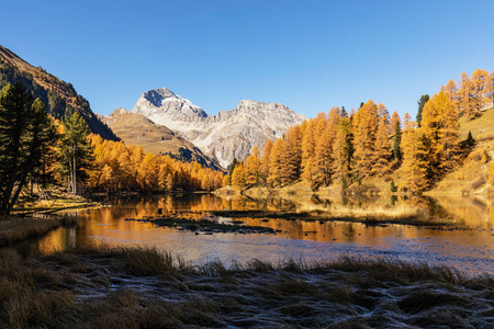 Palpuogna 湖附近的 Albula 山口与金色的树木在秋季, 格劳宾登, 瑞士的迷人景色