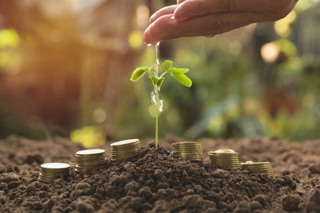 浇树苗从堆栈硬币的手。园艺 给植物浇水。业务不断增长的概念