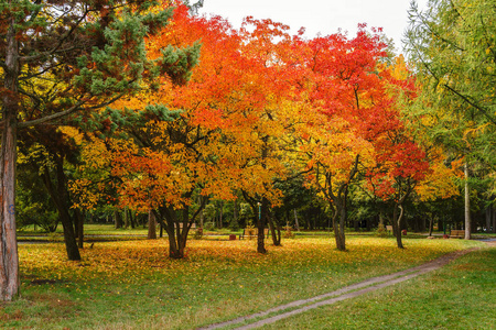 秋季公园树上五颜六色的红橙树叶