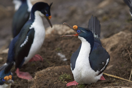 帝国粗毛 Phalacrocorax atriceps albiventer 警告在福克兰群岛的桑德斯群岛的悬崖上的对手