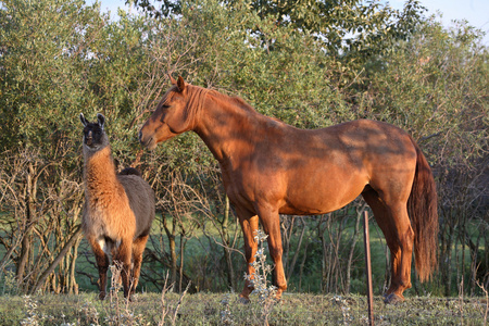 马和骆驼共享萨斯喀彻温牧场