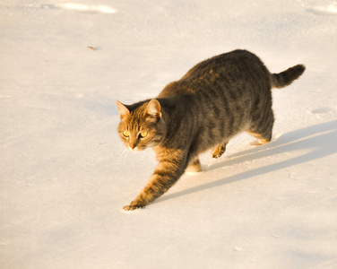 蓝色的塔比猫在雪地里散步