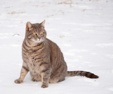 蓝猫猫坐在雪地里，露出警觉的神情