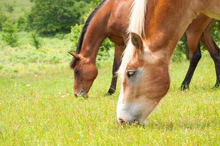 两匹马在郁郁葱葱的夏日牧场上吃草