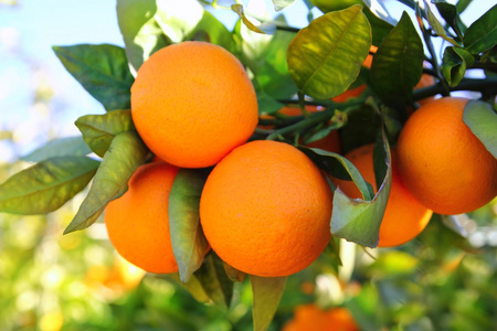 西班牙的一种枝橙树果绿叶